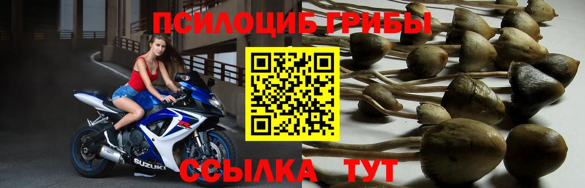 Псилоцибиновые грибы Psilocybine cubensis  Вход с VPN  Бугульма 